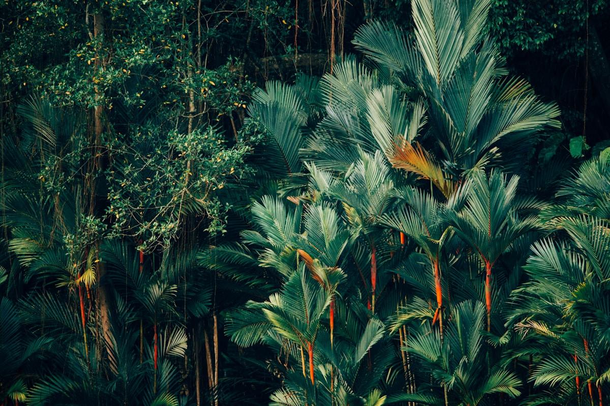 Dense tropical foliage with various shades of green leaves fills the frame. The trees have long, fan-like leaves with orange stems, creating a lush and vibrant jungle scene.
